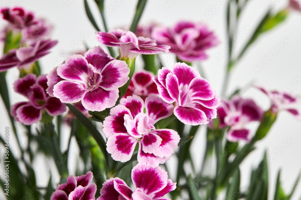 Obraz premium Purple mini carnation dianthus in colorful flower pot. Flowering carnation plant. Dianthus Chinensis 