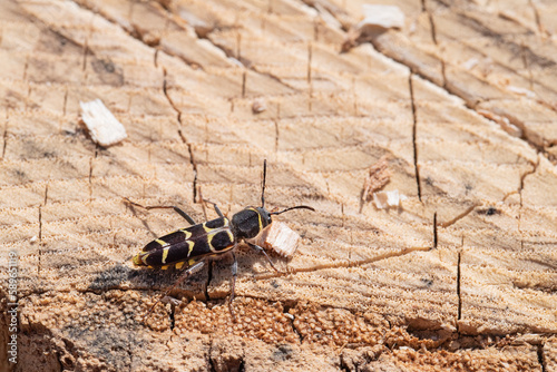 Tablou pe pânză Macro closeup of a banded ash tree borer on a dead ash tree stump