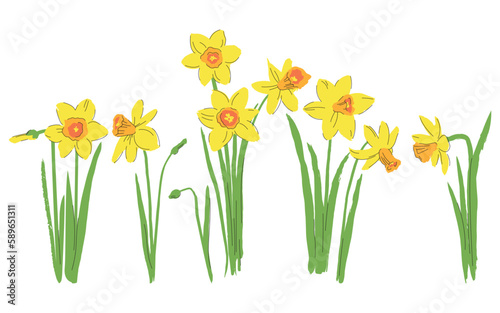 Sketch illustrations flower narcissus, set of isolated elements. Flat design style.