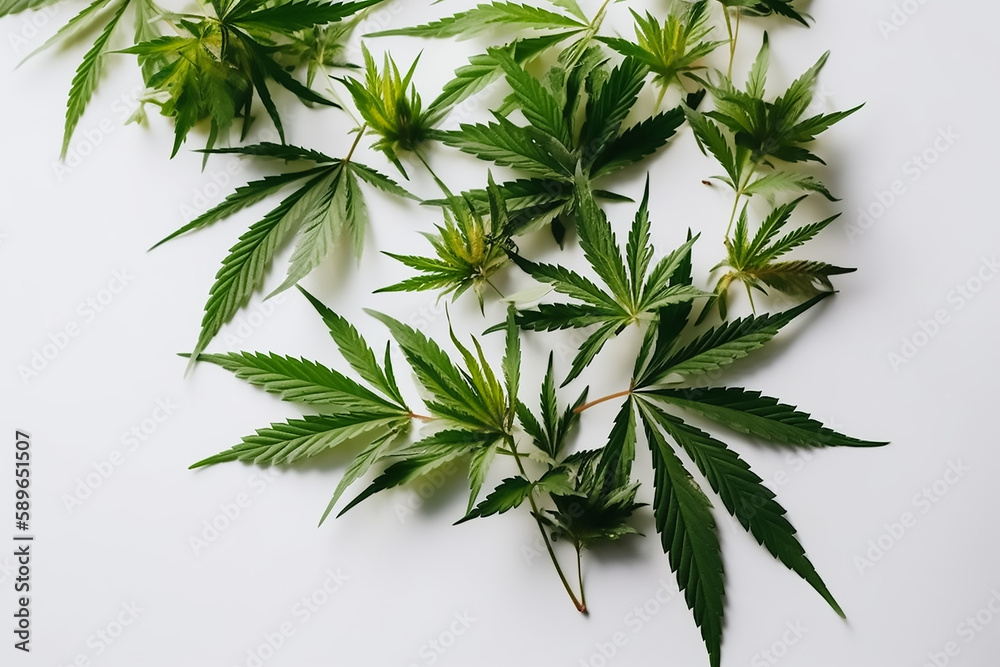 Fresh Medical marijuana and cannabis leaves Fresh Medical marijuana and cannabis leaves