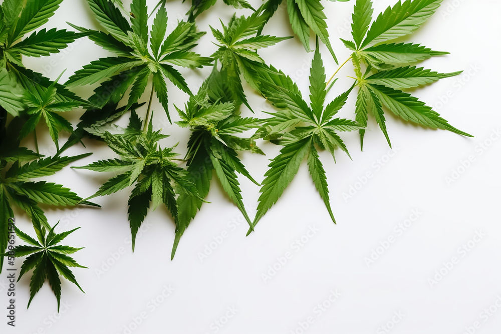 Fresh Medical marijuana and cannabis leaves Fresh Medical marijuana and cannabis leaves