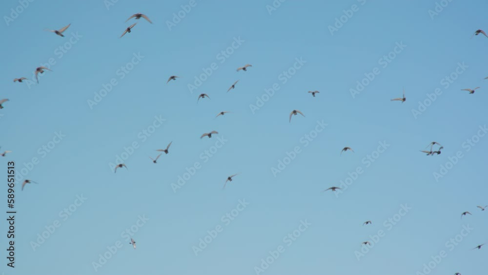 Flock of birds flying in the blue bright sky at sunny day in slow motion. Shot of the group of birds flying. Santa Monica beach, buildings. Freedom, hope and peace. High quality 4k footage Flock of birds flying in the blue bright sky at sunny day in slow motion. Shot of the group of birds flying. Santa Monica beach, buildings. Freedom, hope and peace. High quality 4k footage