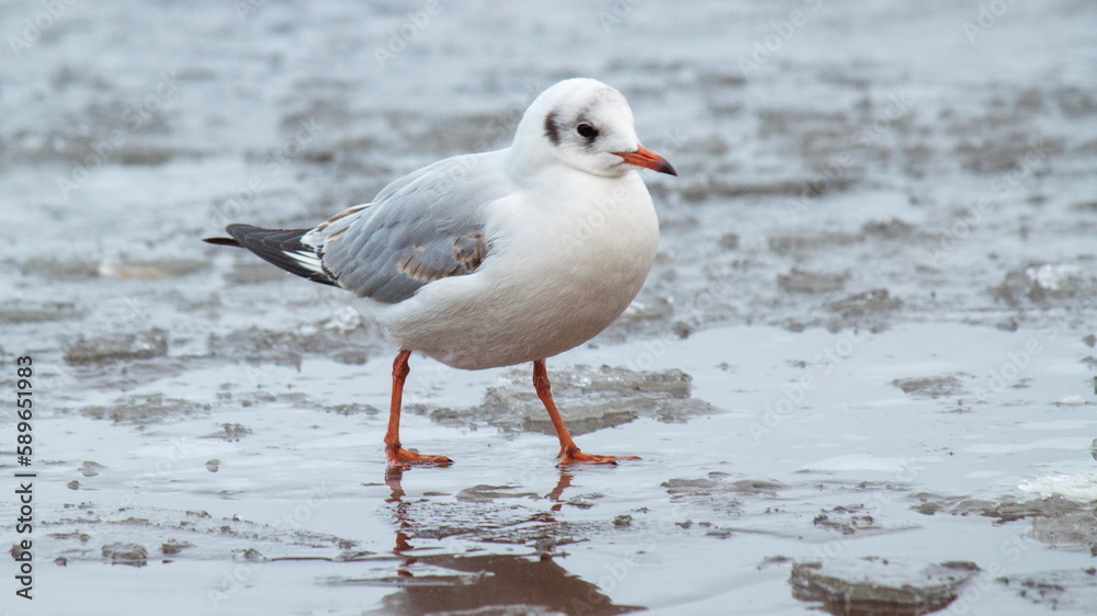 black headed gull
