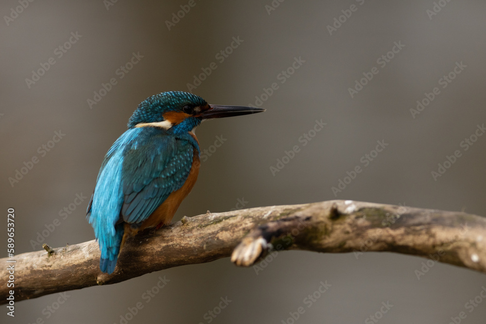 Kingfisher