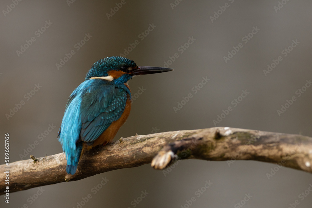 Obraz premium Kingfisher