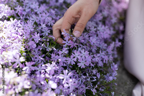Creeping Phlox Fabulous Blue Violet flowers. a lot of purple blooms of mountain phloxes useful also as background.girl's hands and small blue phlox flowers