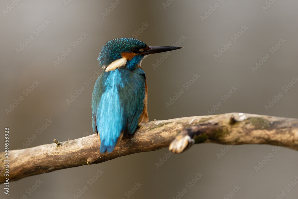 Fototapeta premium Kingfisher