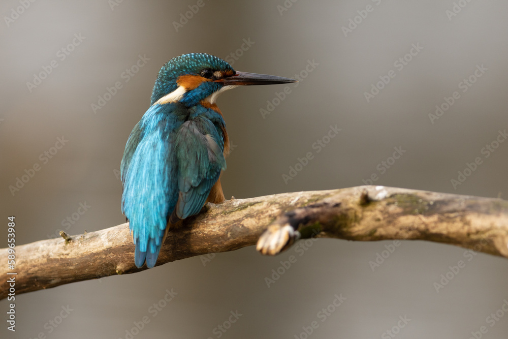Kingfisher Kingfisher