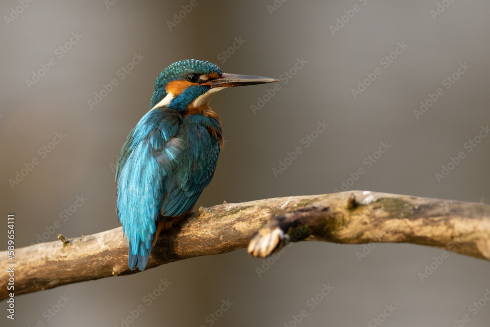 Obraz premium Kingfisher