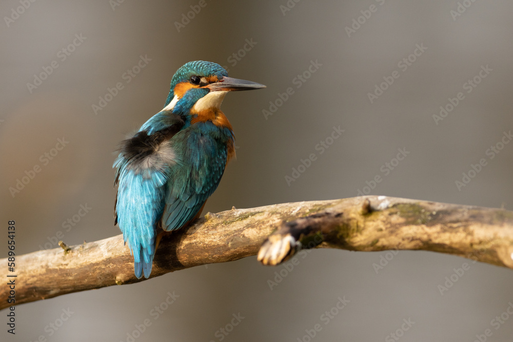 Kingfisher