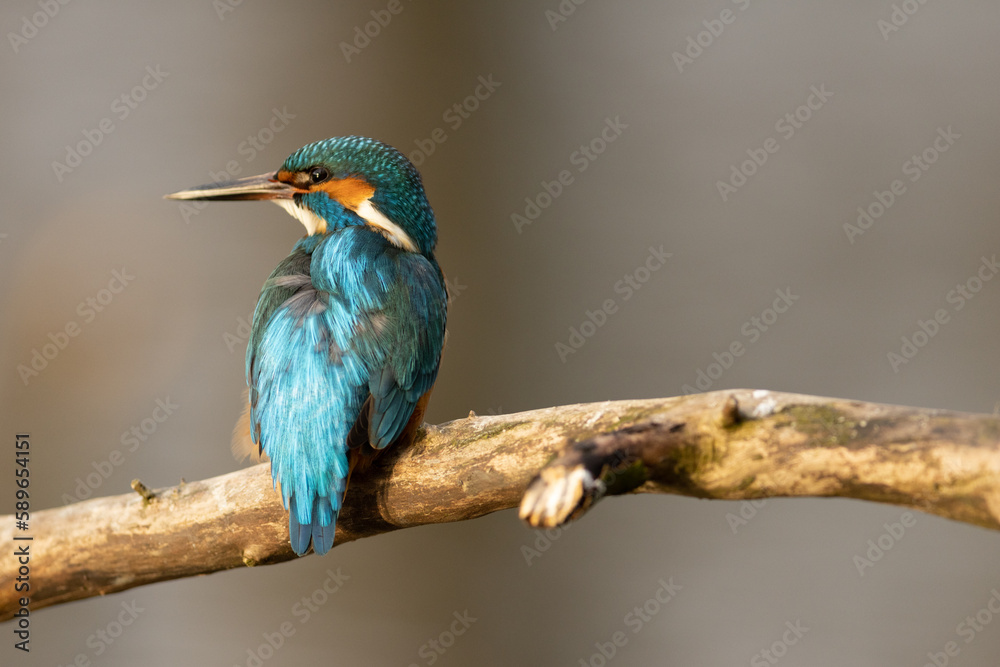 Obraz premium Kingfisher