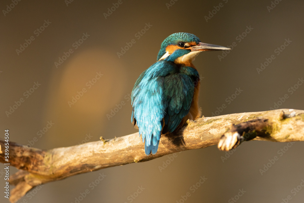 Kingfisher