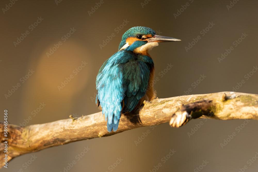 Kingfisher