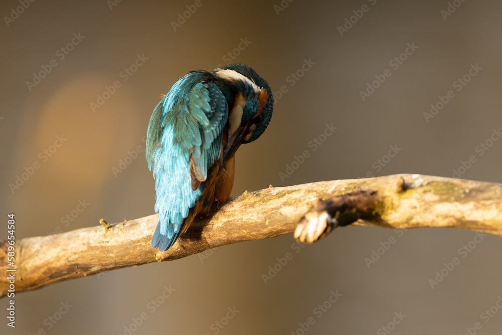 Kingfisher