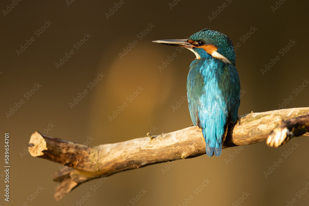 Kingfisher