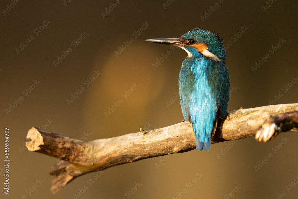 Kingfisher