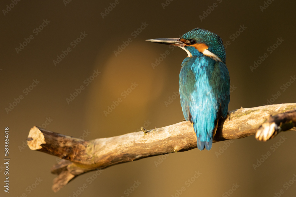 Kingfisher