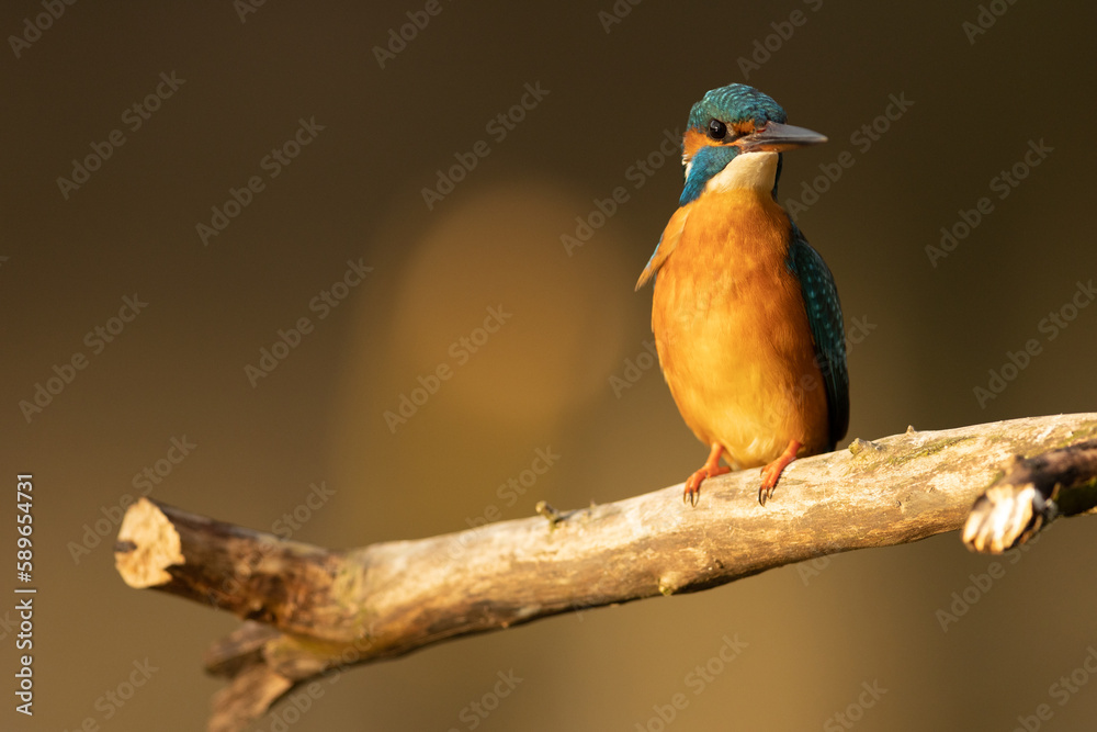 Kingfisher