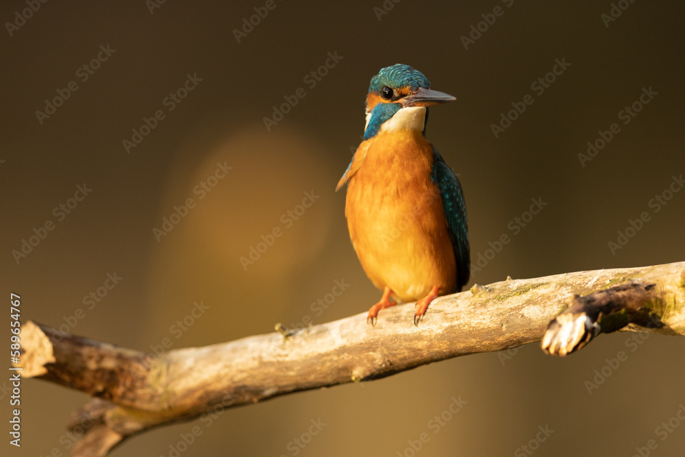 Kingfisher