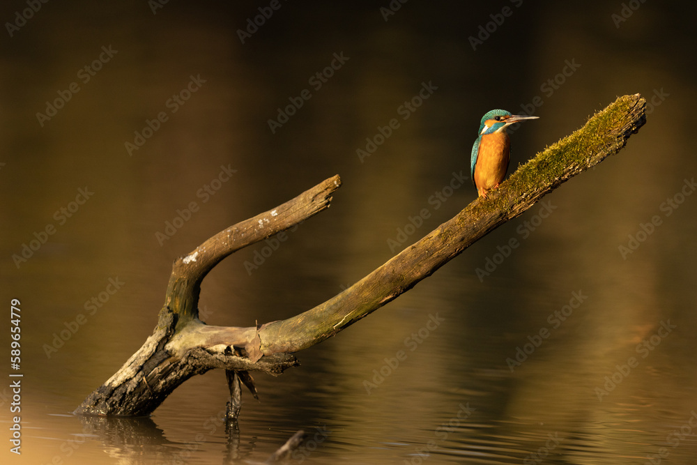 Kingfisher