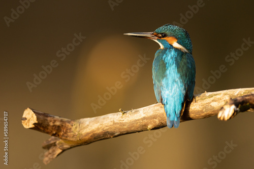 Kingfisher