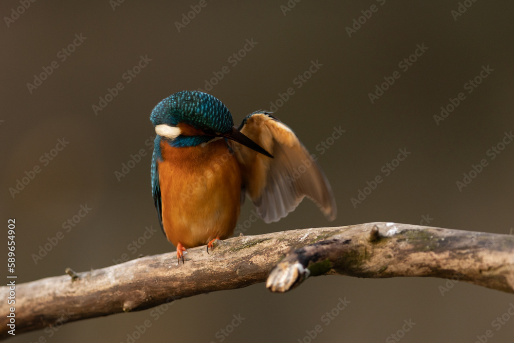 Kingfisher