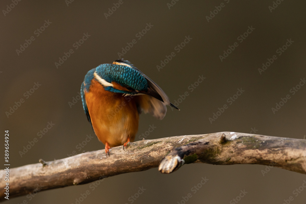 Kingfisher
