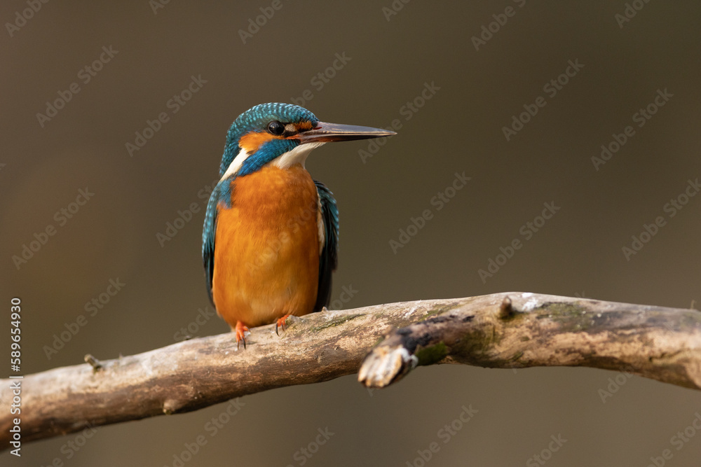 Obraz premium Kingfisher