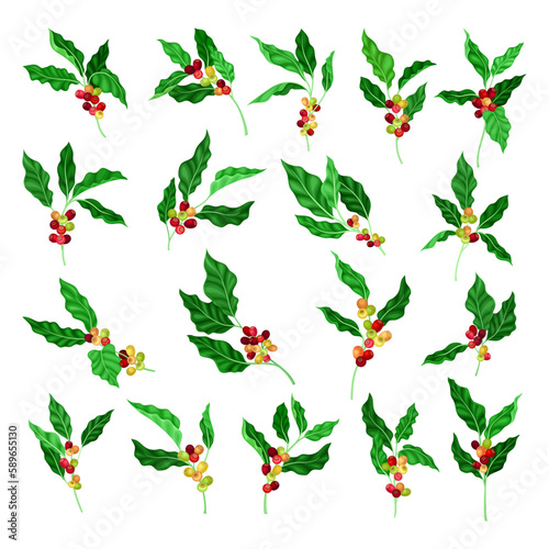 Coffee Plant Branch with Juiced Edible Fruits Containing Caffeine Big Vector Set