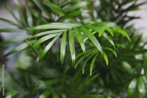 Chamaedorea elegans plants leaves, close up. Home plants business photo