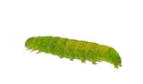 Angle shades caterpillar isolated on white background, Phlogophora meticulosa