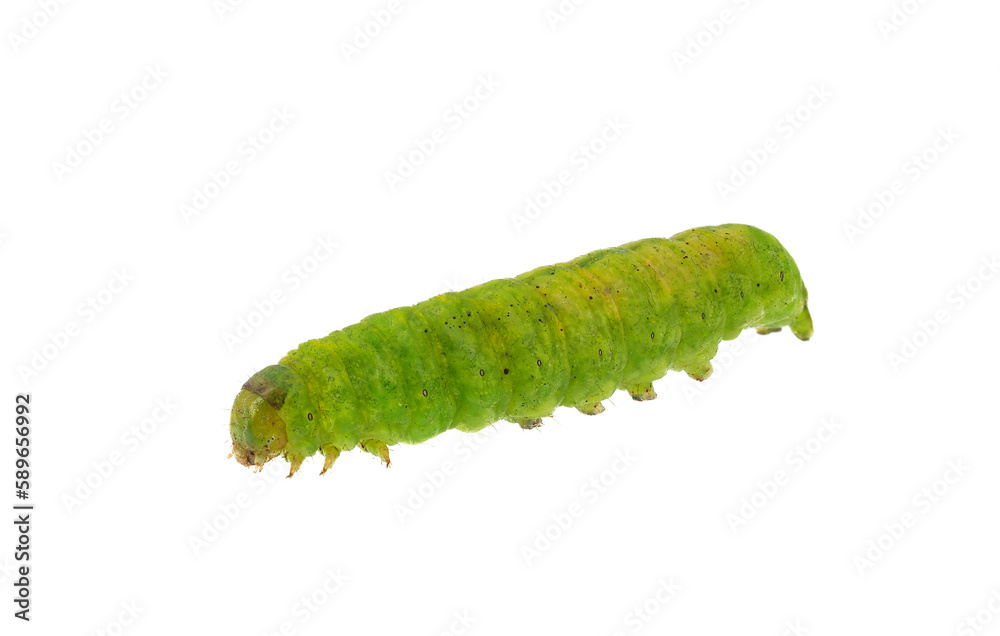 Obraz premium Angle shades caterpillar isolated on white background, Phlogophora meticulosa