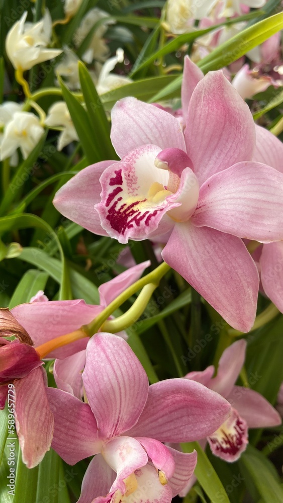beautiful pink orchid, indoor flowers,