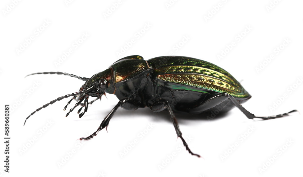 Ground beetle, Carabidae, Carabus Linnaeus, Europe, isolated on white Ground beetle, Carabidae, Carabus Linnaeus, Europe, isolated on white