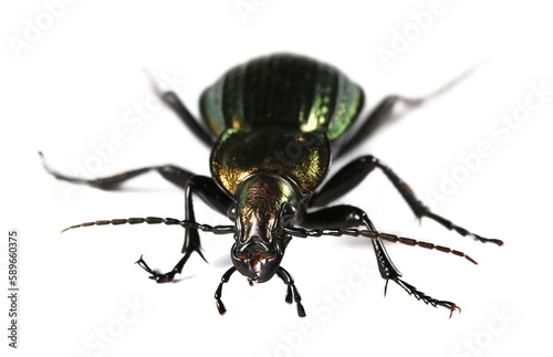 Ground beetle, Carabidae, Carabus Linnaeus, Europe, isolated on white  © dule964