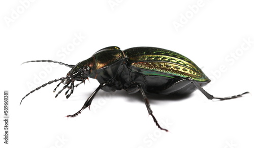 Ground beetle, Carabidae, Carabus Linnaeus, Europe, isolated on white 