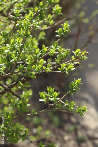 Branches with fresh spring foliage. Green leaves