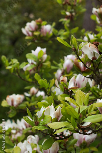 Closeup white magnolia bush in the park
