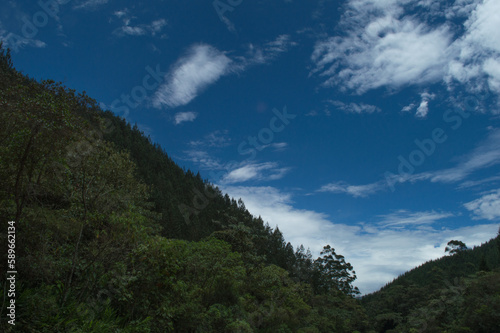 humid forest