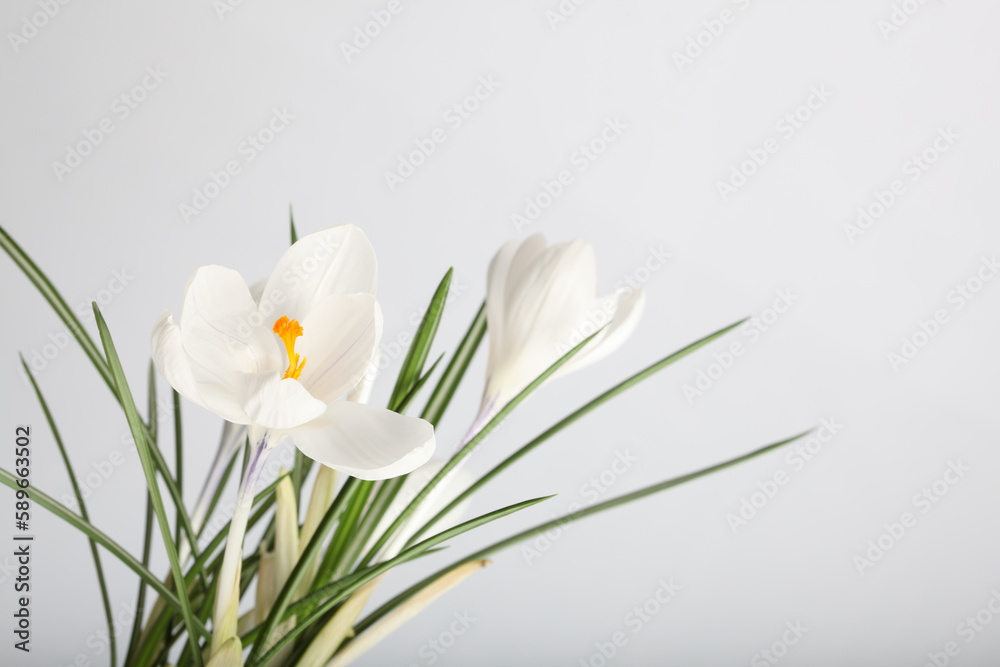White crocus snowdrop flower on light background. White crocus snowdrop flower on light background.