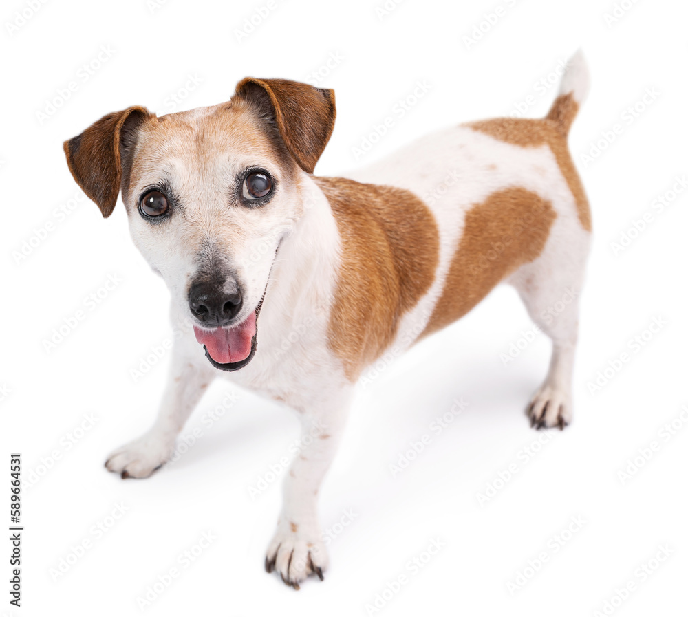 Adorable excited playing elderly dog want to play. Isolated dog Jack Russell terrier on white background looking at camera with crazy happy eyes with anticipation and curiosity. Happy pets theme