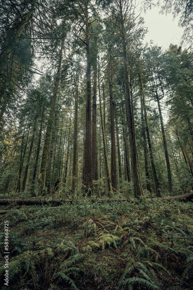 Tall trees in the lush mossy Oregon forest, Pacific Northwest