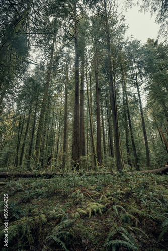 Tall trees in the lush mossy Oregon forest, Pacific Northwest © Nicholas Steven