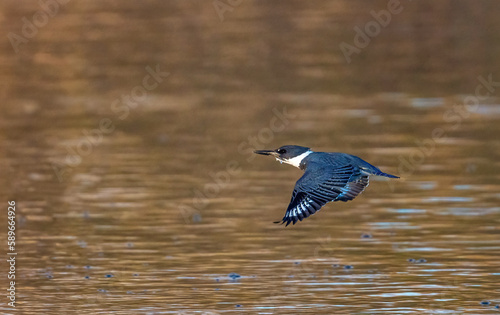 Belted Kingfisher Megaceryle alcyon Male in Flight Room for a Title photo