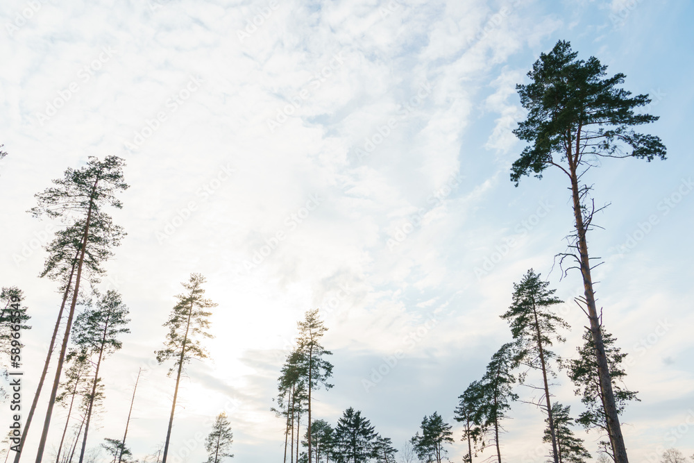 Treetops in the forest against the blue sky on a summer day. Cutting down trees and shrubs. Deforestation in Siberia. Standing alone trees in a clearing after cutting down. Treetops in the forest against the blue sky on a summer day. Cutting down trees and shrubs. Deforestation in Siberia. Standing alone trees in a clearing after cutting down.