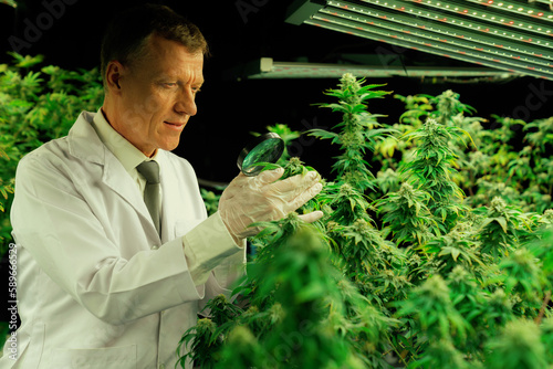 Scientist inspects gratifying buds on cannabis plant using a magnifying glass. Cannabis plantation in curative indoor farm providing high quality of medicinal cannabis products. photo