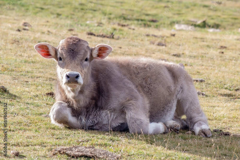 Fototapeta premium Ternero de vaca bruna dels Pirineus acostada