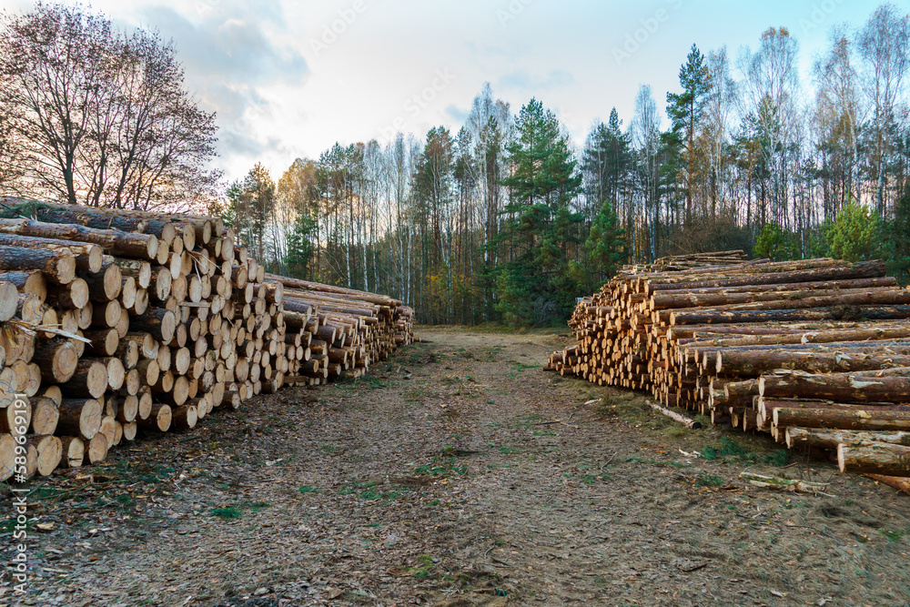 Freshly cut tree logs are stacked in the forest during sunset. Pine logs before loading and transportation. Illegal logging damages the environment. Wood harvesting woodworking industry. Felled trees