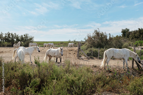 white horses standing on meadow