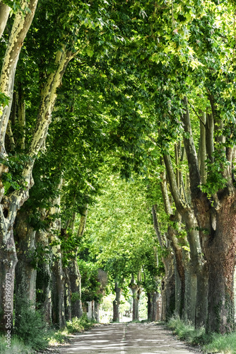 Alley of old trimmed platanus trees